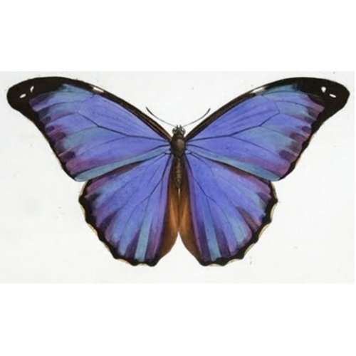 Vintage Blue Purple Butterfly Photo Sculpture zazzle photosculpture