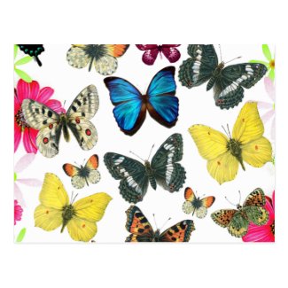 Vintage Blue Red Yellow Colorful Butterflies Postcards
