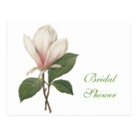 vintage botanical art elegant magnolia flower postcard