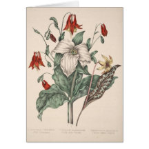 Vintage Botanical Art Greeting Cards