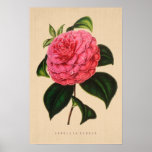 Vintage Botanical - Camellia Clodia Posters