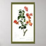 Vintage Botanical-Flower-Bouganville Poster