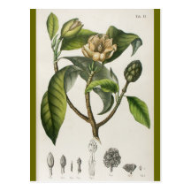 Vintage Botanical Flower Illustration Postcards