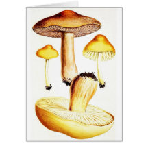 Vintage Botanical Mushrooms Card