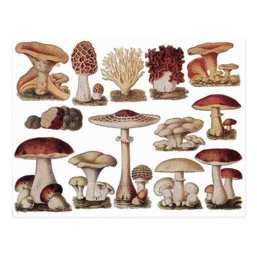 Vintage Mushrooms 3