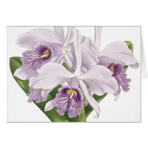 Vintage Botanical Orchids Card