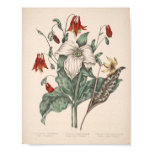 Vintage Botanical Print posters