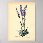 Vintage Botanical Print - Lavender