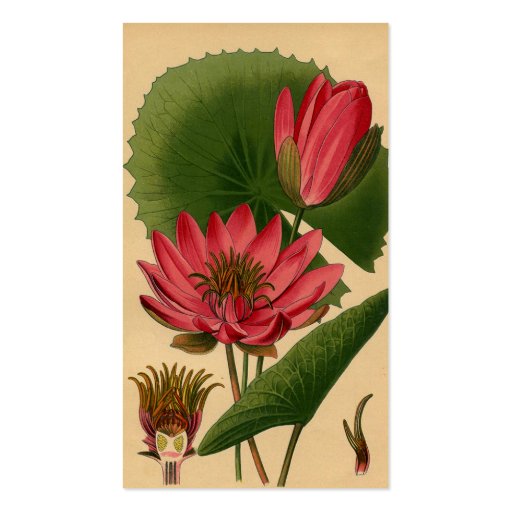 Vintage Botanical Print Pink Water Lily Lotus Business Card (front side)