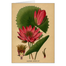 Vintage Botanical Print Pink Water Lily Lotus Greeting Card