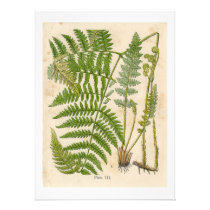 Vintage Botanicals Illustrations invitations