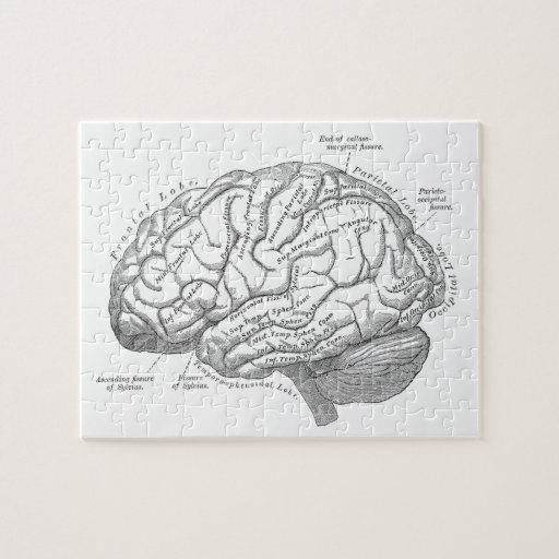 Vintage Brain Anatomy Jigsaw Puzzle Zazzle