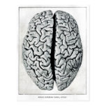 Vintage Brain Postcard
