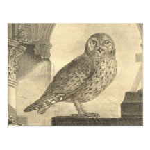 Vintage Buffon Scops Owl Postcard