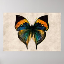 Vintage Butterfly Illustration 1800's Butterflies Print