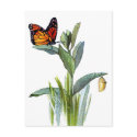 Vintage Butterfly Postcard