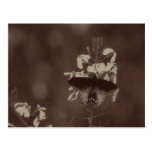 Vintage Butterfly Postcards