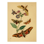 Vintage Butterfly Poster