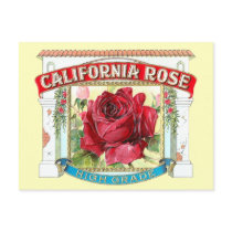 Vintage California Rose Floral postcards
