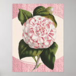 Vintage Camellia Shabby Elegant Cottage Decor Posters