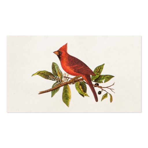 Vintage Cardinal Song Bird Illustration - 1800's Business Card (front side)