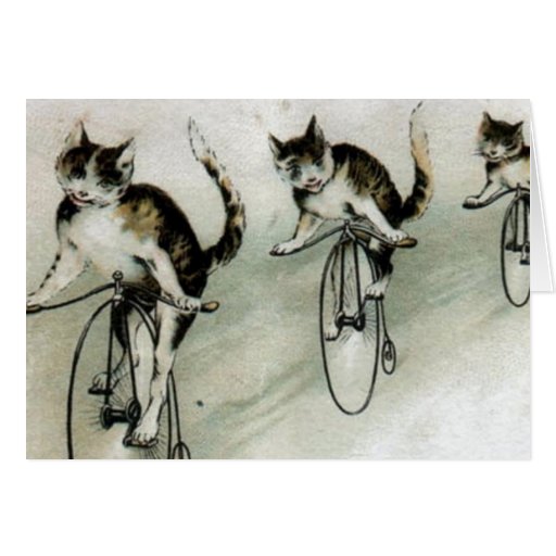 trio cats on bikes