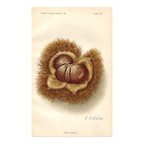 Vintage Chestnut Poster posters