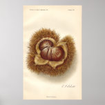 Vintage Chestnut Poster posters