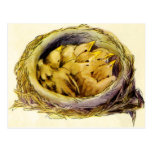 Vintage Chicks Postcard