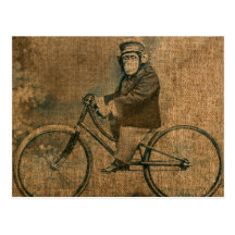 Vintage Chimp Riding a Bicycle Post Cards