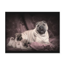 Vintage Chinese Shar Pei Wrinkles, Puppy Dogs postcards by KahunaLuna Vintage Chinese Shar Pei Wrinkles, Puppy Dogs postcards
