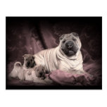 Vintage Chinese Shar Pei Wrinkles, Puppy Dogs Post Card