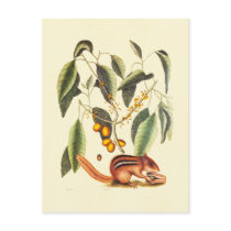 Vintage Chipmunk Illustration Postcard