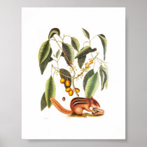 Vintage Chipmunk Illustration Print