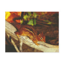 Vintage Chipmunk Post Card