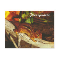 Vintage Chipmunk Post Cards