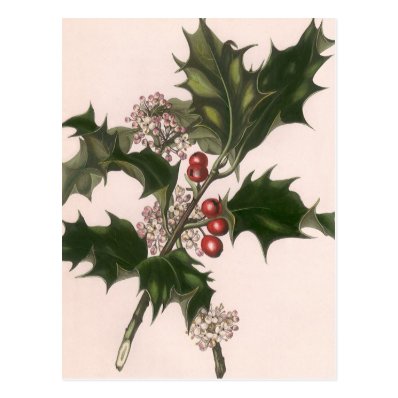 Vintage Christmas, Holly Branch with Red Berries Postcards