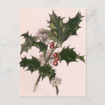 Vintage Christmas Holly Plant with Red Berries Postcards