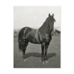 Vintage Civil War Union Horse Postcard