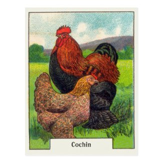 Vintage Cochin Chickens Postcard