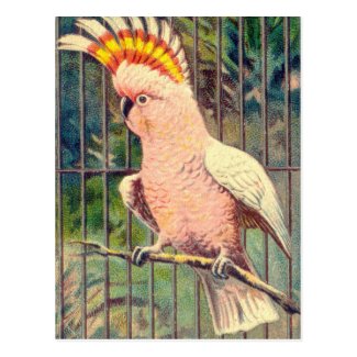 Vintage Cockatoo Print Postcards