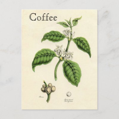 Vintage Coffee Plant Postcards