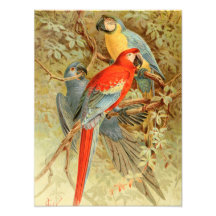 Vintage Colorful Macaws Photo Print