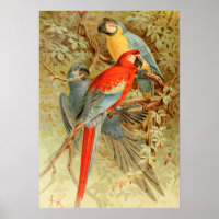 Vintage Colorful Macaws Poster