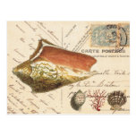 Vintage Conch shell and seashells postcard postcards