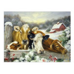 Vintage Cow Image Post Card