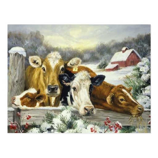Vintage Cow Image Post Card