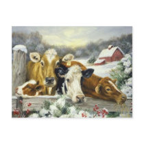Vintage Cow Image postcards