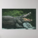 Vintage Crocodile posters