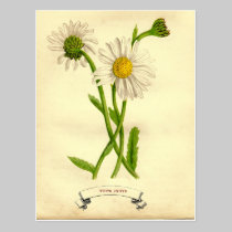 Vintage Daisy Botanical Illustration postcards